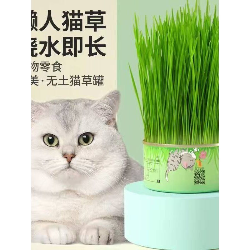 猫草水培小麦黑麦猫零食盆栽套装罐头猫草新鲜桌面纯天然小草