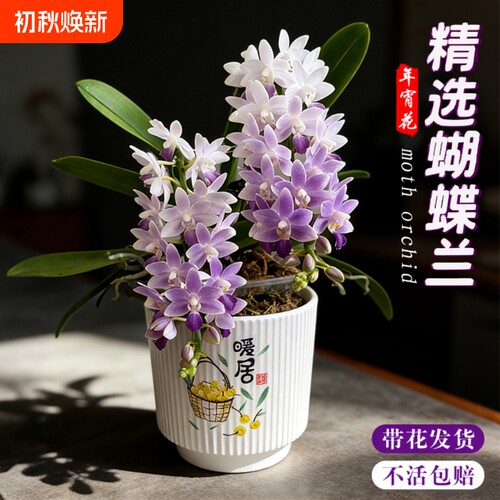 蝴蝶兰花苗带花剑花苞盆栽兰花大苗室内桌面花卉樱花蓝星小茴紫