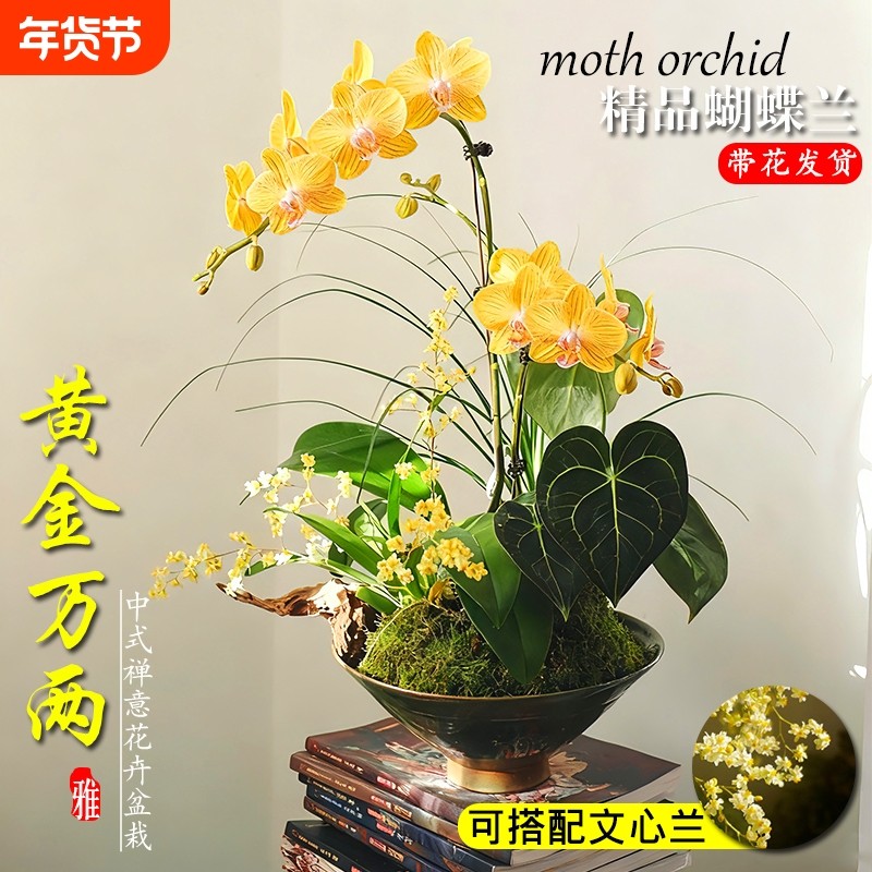 蝴蝶兰带花剑大苗香水文心兰花室内阳台好养浓香绿植盆栽年宵花卉