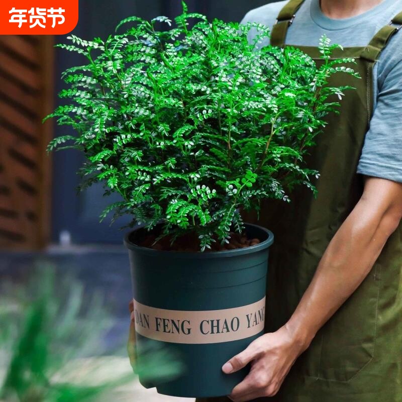正宗清香胡椒木盆栽花卉驱蚊草植物树苗老桩盆景绿植耐阴阳台庭院