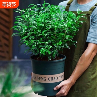 正宗清香胡椒木盆栽花卉驱蚊草植物树苗老桩盆景绿植耐阴阳台庭院