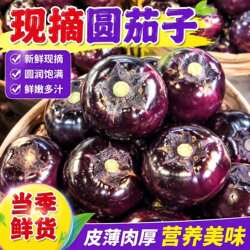 山东寿光新鲜现摘圆茄子紫光茄子2026农家自种当季蔬菜鲜嫩紫皮