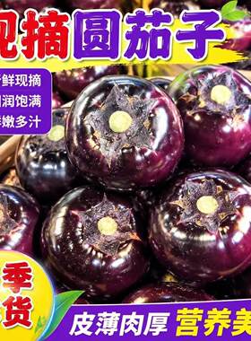 山东寿光新鲜现摘圆茄子