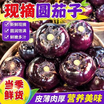 山东寿光新鲜现摘圆茄子紫光茄子2026农家自种当季蔬菜鲜嫩紫皮