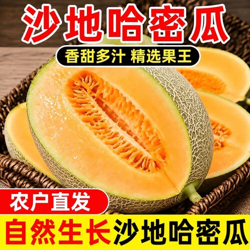 现摘正宗晓蜜脆甜哈密瓜10斤