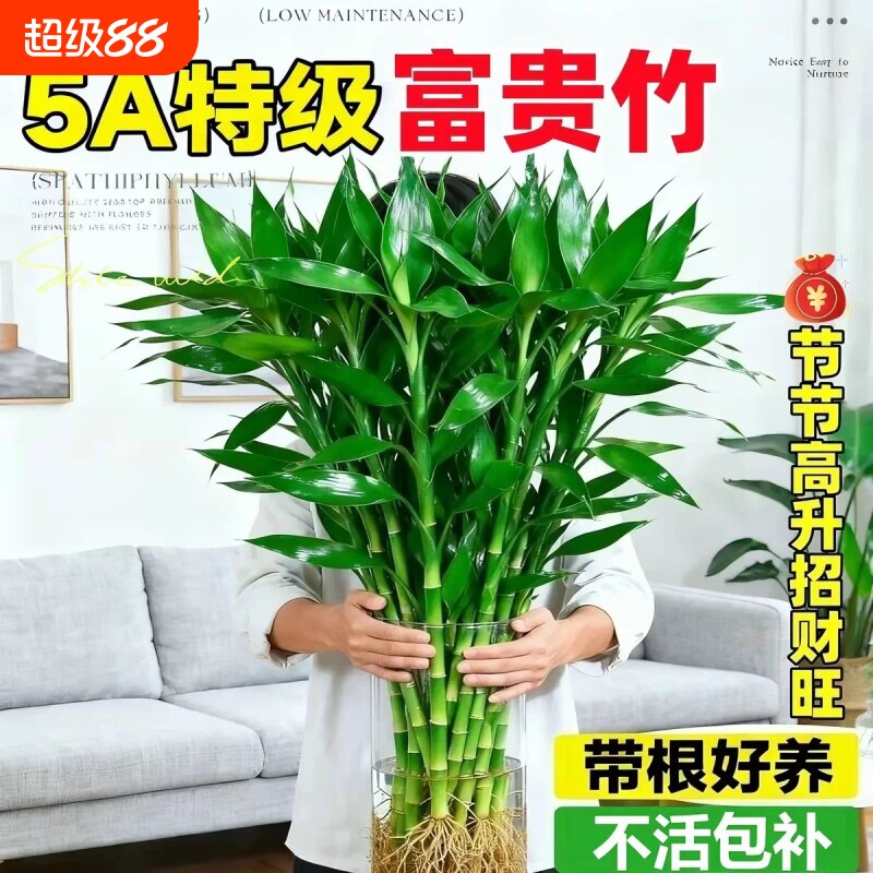 水培植物客厅招财粗竹水养节节高绿植室内办公桌盆栽转运竹