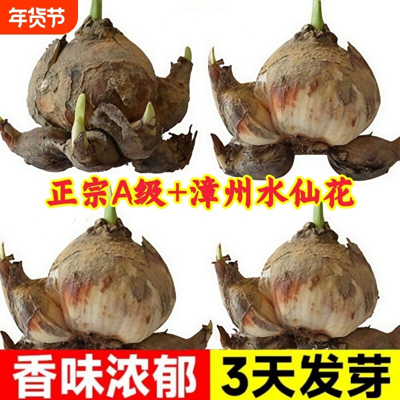 漳州水仙花种球水培植物耐寒洋水仙好养易活室内外阳台桌面盆栽花