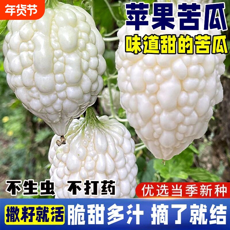苹果苦瓜种子甘甜脆水果苦瓜春季四季播蔬菜种子大全台湾苹果苦瓜