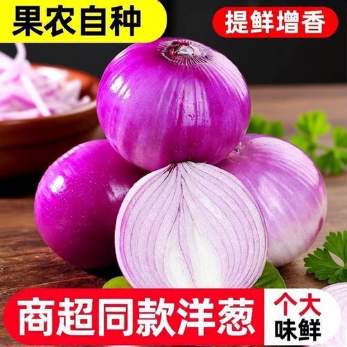 真便宜洋葱紫皮现挖红皮圆葱新鲜葱头农家自种蔬菜批发当季食用