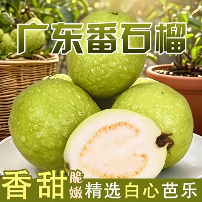 【果园直发】广东白心芭乐孕妇番石榴现摘整箱水果整箱甜脆爽口果