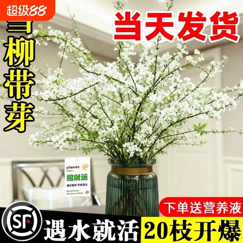 雪柳鲜枝干水养培苞绿植物
