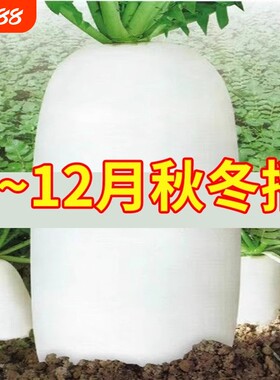 大白萝卜九斤王萝卜种子春秋蔬菜籽种耐热白罗卜理想高产散装
