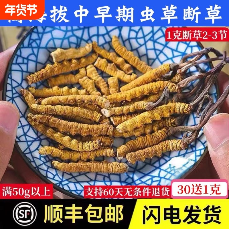 虫草冬虫夏草干货断草大自用非西藏那曲青海玉期人工高海拔礼品