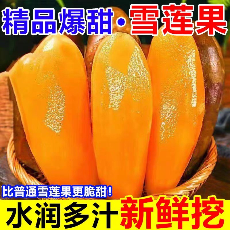 云南雪莲果天山新鲜水果当季现挖脆甜5斤雪连果时令大果整箱包邮,水产肉类/新鲜蔬果/熟食,雪莲果,淘宝优惠券,粉丝福利购,淘宝优惠卷