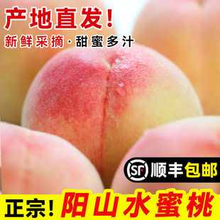 正宗无锡阳山水蜜桃子应当季现摘新鲜水果湖景白凤毛整箱顺丰包邮