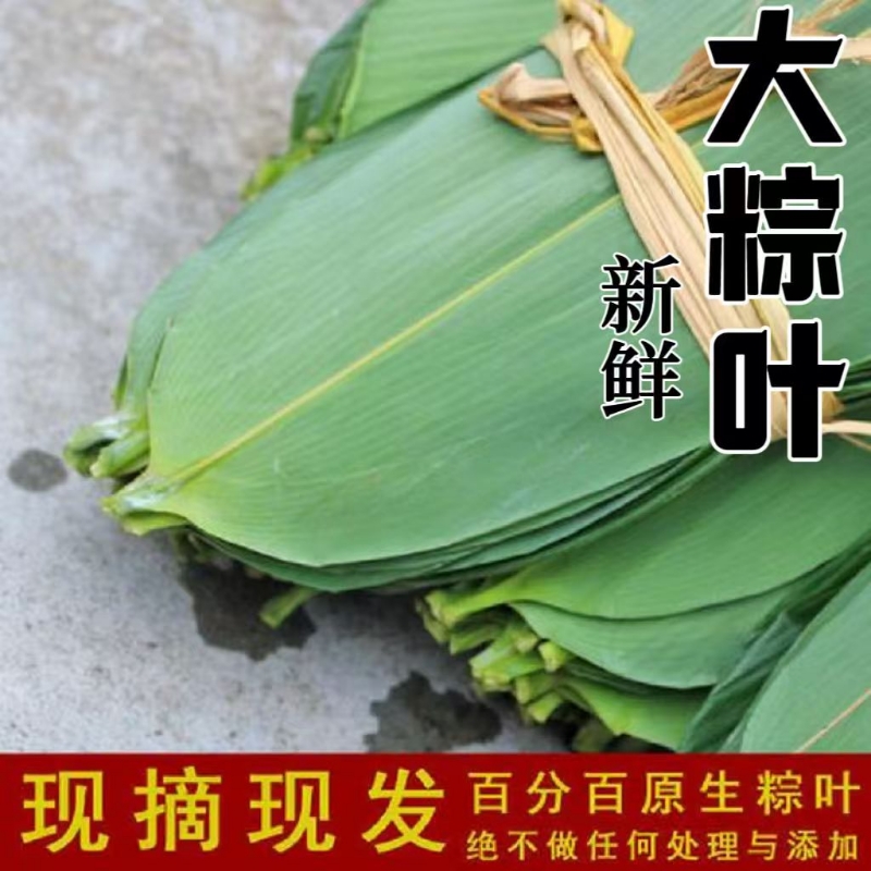 特大新鲜粽叶100片天然野生箬叶包粽子叶子非干粽叶新叶竹叶包邮