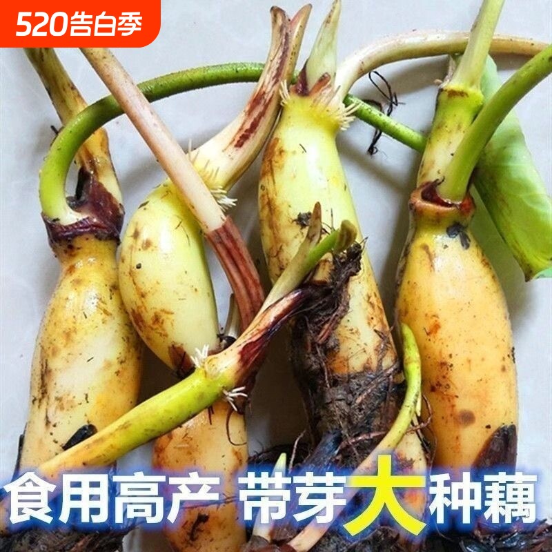 观赏荷花种苗食用藕苗莲藕种苗盆栽碗莲莲藕根种植荷花苗莲花苗