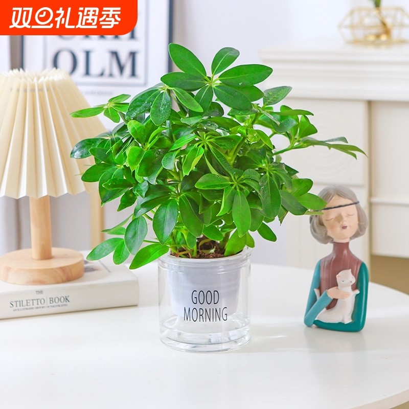 八方来财植物盆栽水培鸭脚木四季常青发财树办公室内桌面绿植花卉