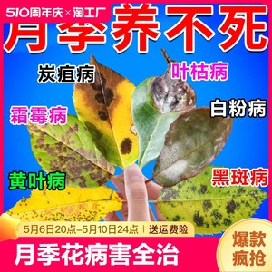 月季花黑斑白粉病黄叶掉叶月季病害清专用花卉殺营养液发黄园艺