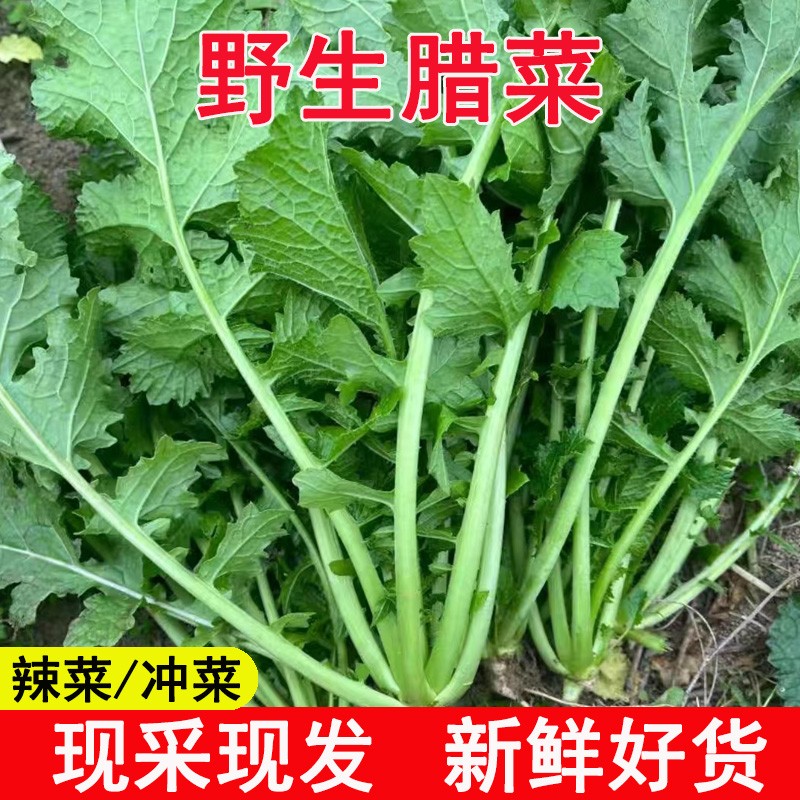 湖北现挖新鲜野腊菜野菜新鲜冲菜腊菜新鲜苦菜冲菜