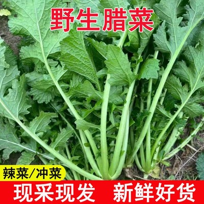 湖北现挖新鲜野腊菜野菜新鲜冲菜腊菜新鲜苦菜冲菜