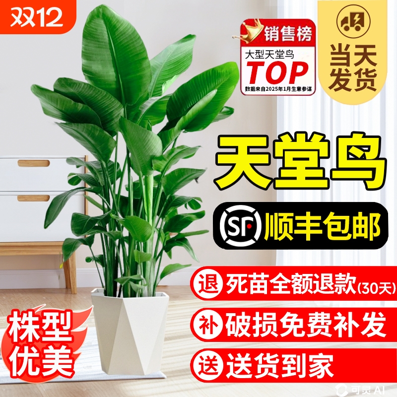 天堂鸟盆栽室内客厅大型绿植办公室鹤望兰大叶植物花卉阳台氛围