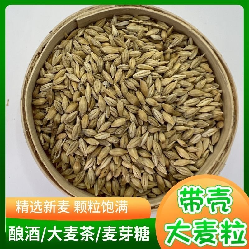 优质带壳大麦粒大麦茶原料发芽麦芽糖酿酒酿醋鸽粮家禽饲料