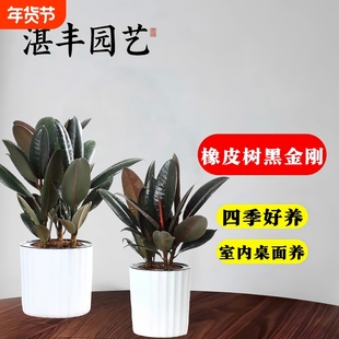 橡皮树黑金刚客厅大绿植小苗盆栽室内真树净化空气四季绿植好养活