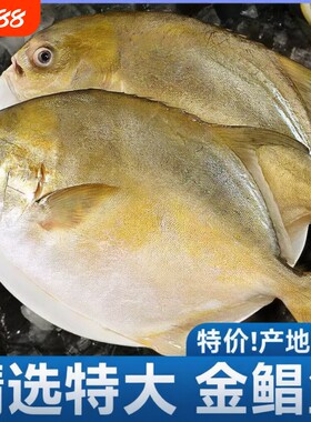 新鲜金鲳鱼生鲜冷冻金昌鱼深海鱼鲳鱼海鲜大鲳鱼水产批发年货节