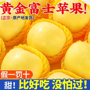 山东烟台黄金奶油富士苹果新鲜水果当季 新鲜香甜时令9斤整箱