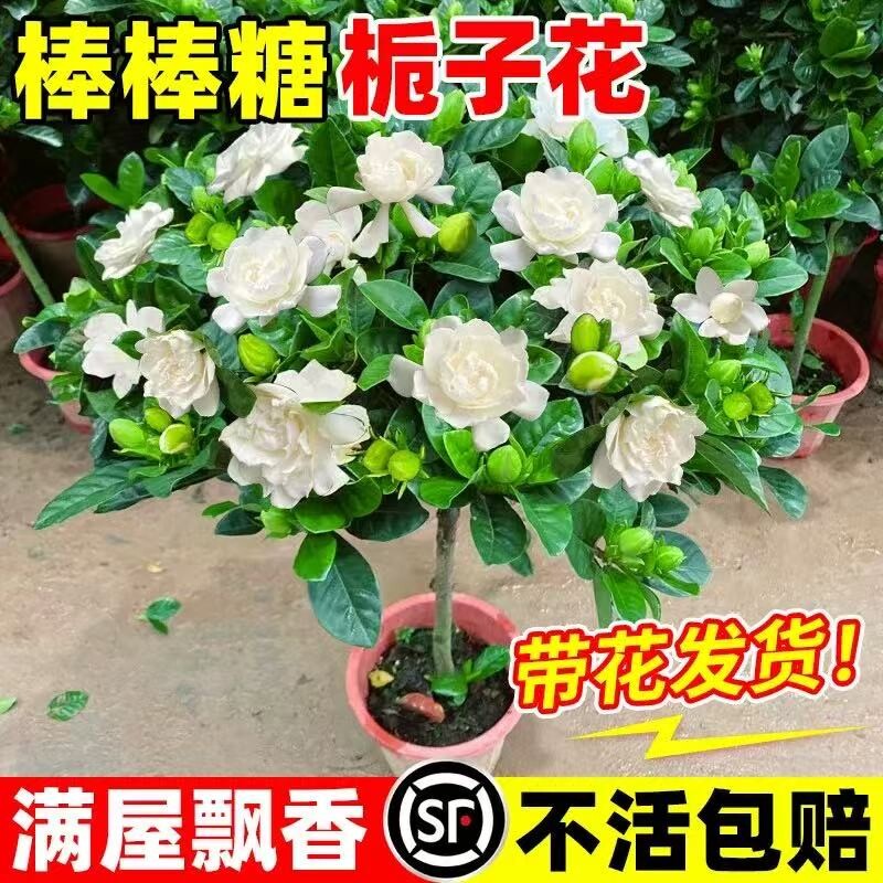 独杆棒棒糖栀子花盆栽四季植物阳台花卉开花绿植带花苞老桩大树苗