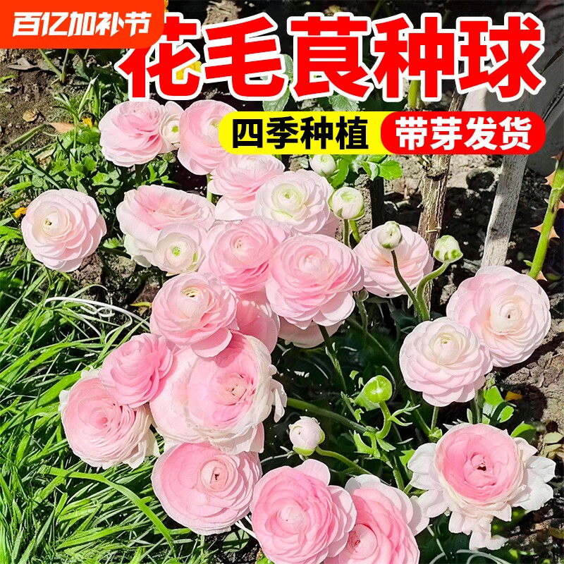 花毛茛种球室内室外花卉盆栽花苗四季洋牡丹花种子植物开花多年生