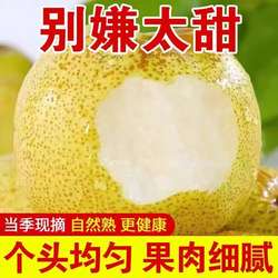 陕西乾县泔河酥梨正宗乾县酥梨薄皮脆甜新鲜采摘当季水果整箱包邮