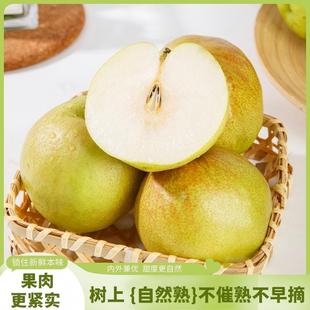 山西临汾隰县玉露香梨产地直采个大饱满