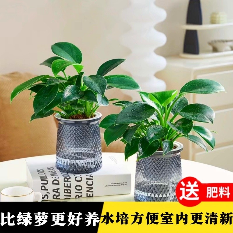 金钻盆栽绿公主带花苞花卉绿植物室内水培好养活净化空气植物客厅