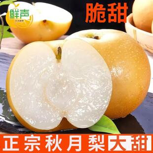 正宗莱阳秋月梨上熟现摘不打蜡孕妇水果爆汁细腻无渣整箱包邮新鲜