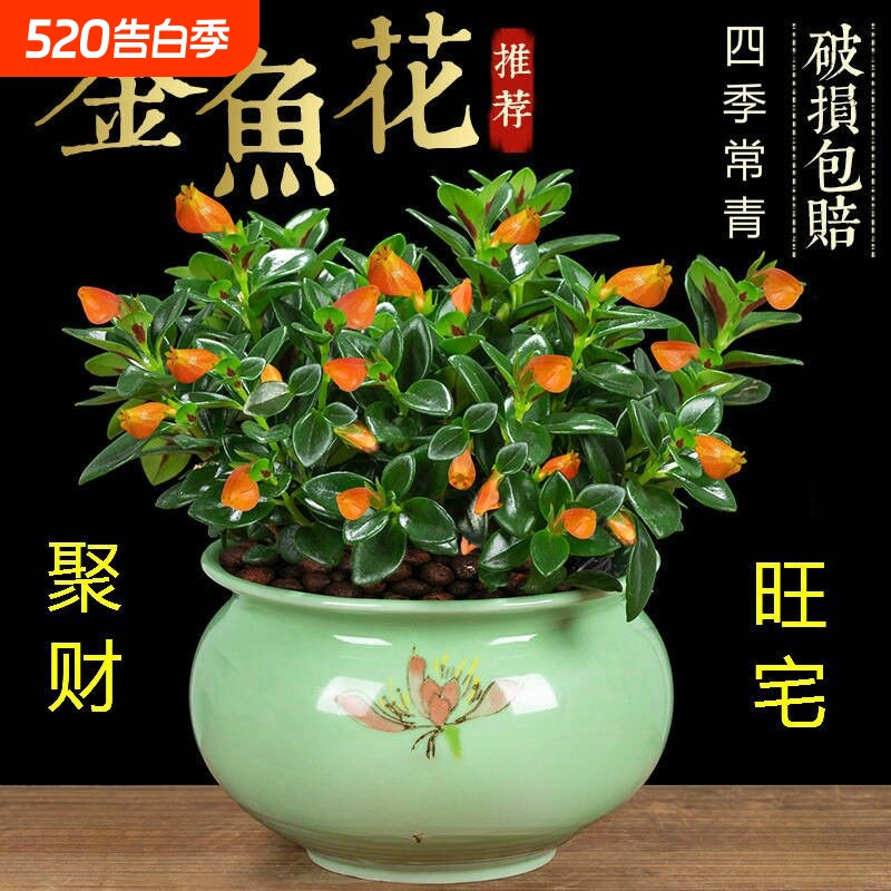 四季常青金鱼花吊兰盆栽室内绿植花卉多肉植物发财树好养易活客厅