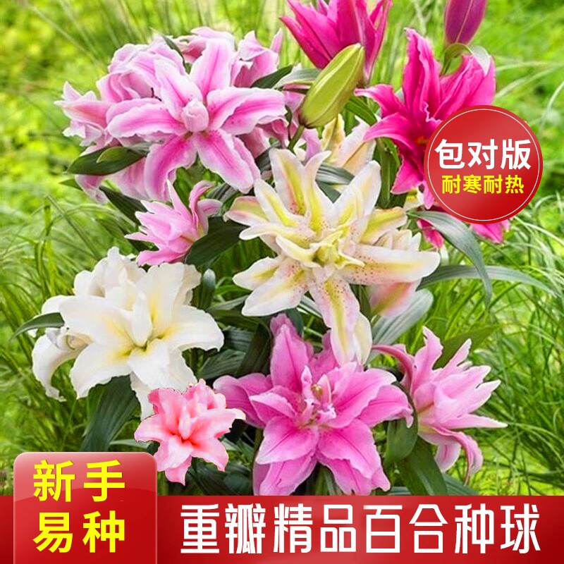 重瓣百合花阳台花卉植物盆栽绿植图片