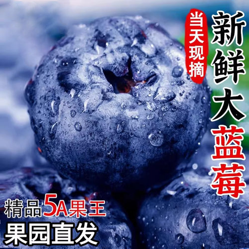 现摘云南高山蓝莓鲜果花香野生新鲜水果怡颗大果整箱精品采摘脆甜