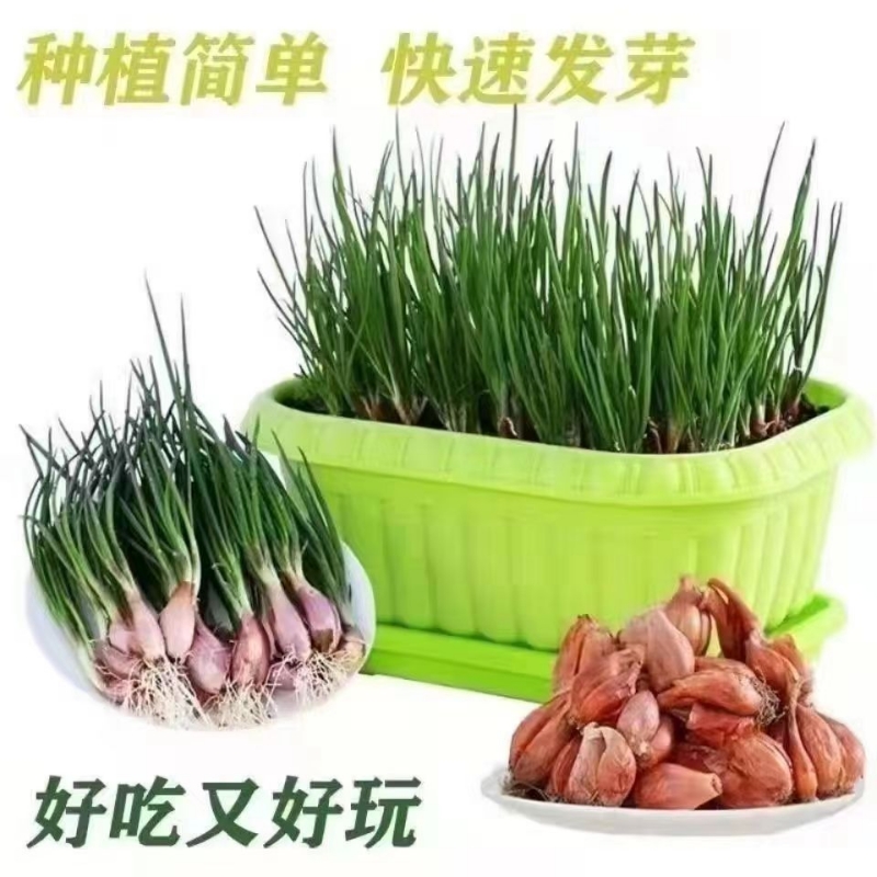 【大甩卖】葱头正宗东北干毛葱头四季香葱头火葱葱头可吃可种便宜