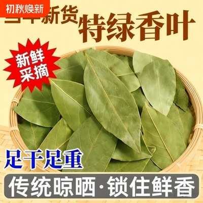 香叶香料正宗广西月桂叶卤料八角大料调料调味品干货大全商用批发
