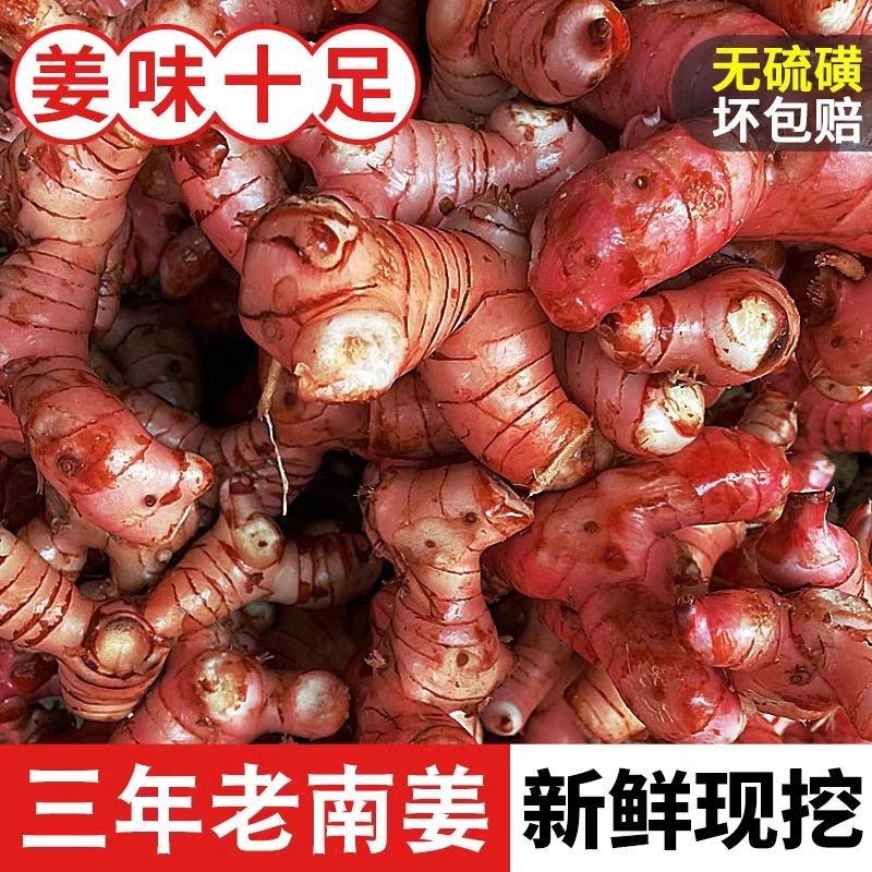 广东南姜新鲜包邮 精选野生山姜牛羊肉火锅卤味去膻提味调料南姜