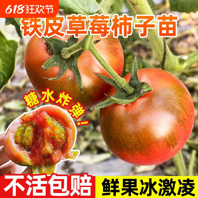 正宗草莓番茄苗秧大果铁皮蕃茄水果大西红柿苗绿腚柿子广东老品种