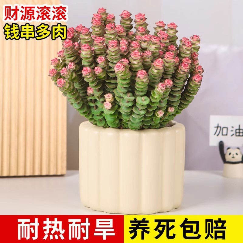 彩色钱串锦多肉植物室内新手好养肉肉红心钱串子稀有品种盆栽花卉