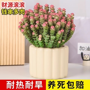 彩色钱串锦多肉植物室内新手好养肉肉红心钱串子稀有品种盆栽花卉
