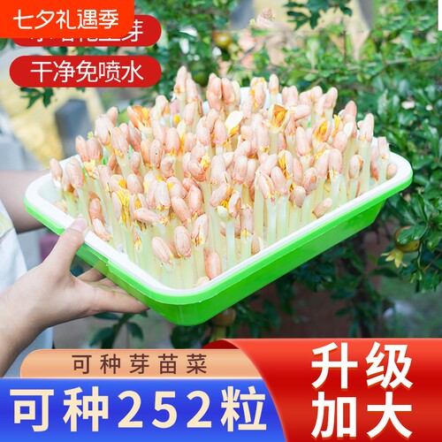 花生芽神器种植盆纯水培育苗专用