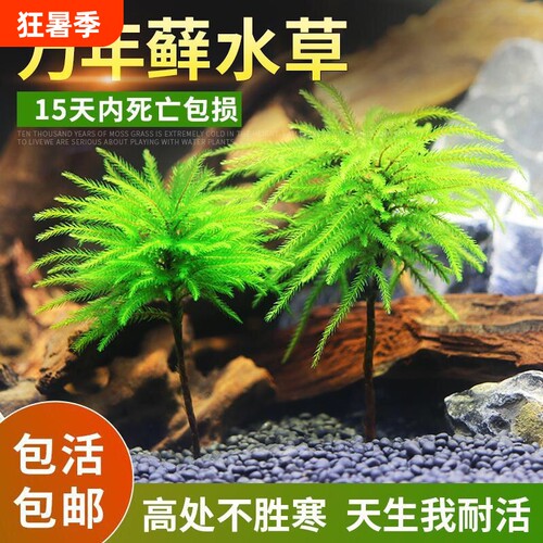 万年藓鱼缸造景水草植物雨林缸水培真草蜈蚣草绿菊花固定淡水好养