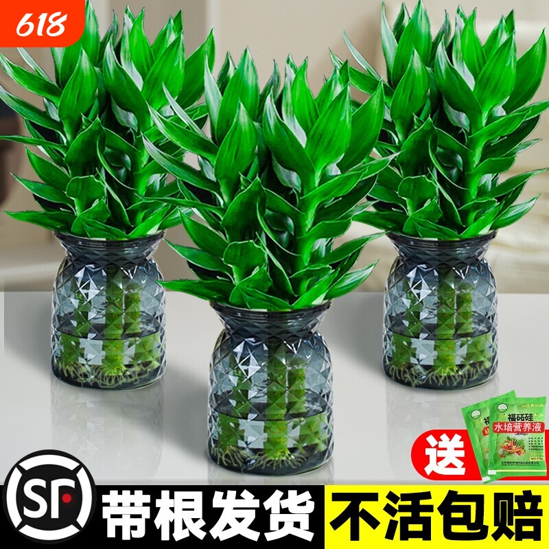 观音竹富贵竹水培植物带根花卉绿植好养绿萝室内盆栽水养转运竹子