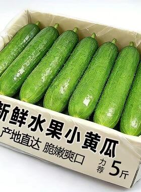 荷兰水果黄瓜青瓜新鲜当季蔬菜控糖减脂幼儿辅食孕妇代餐小黄瓜