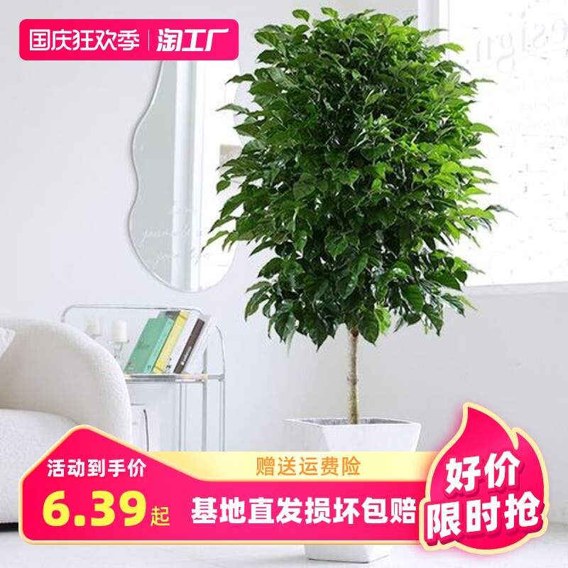 幸福树盆栽客厅网红绿植室内办公室绿宝大型植物吸甲醛净化空气高性价比高么？